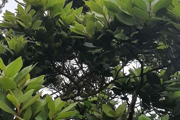 Azores laurel