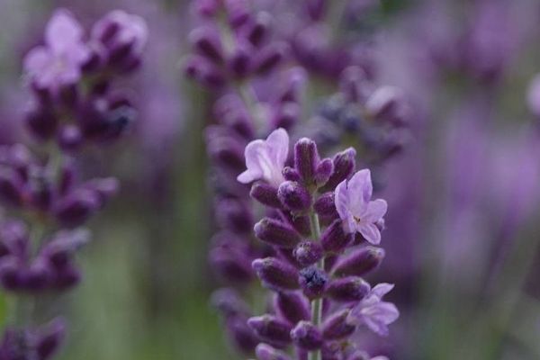Lavender