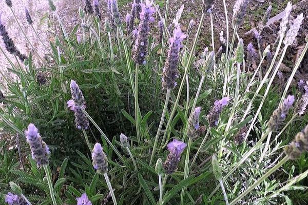 French lavender