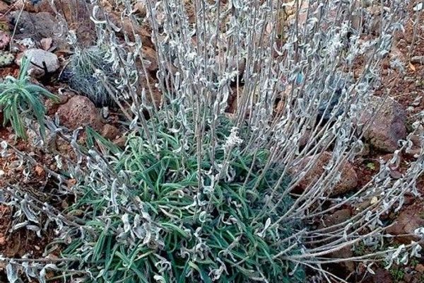 Broadleaf lavender