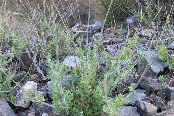 Fern-leaf lavender