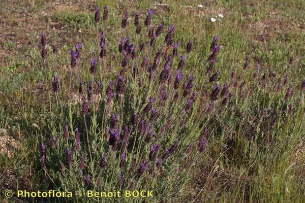 Lavandula pedunculata