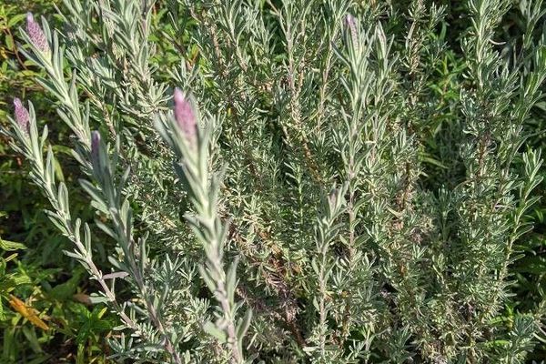 Topped lavender