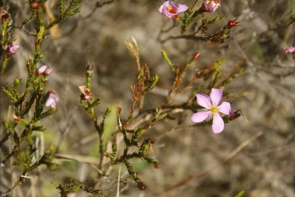 Lavoisiera imbricata