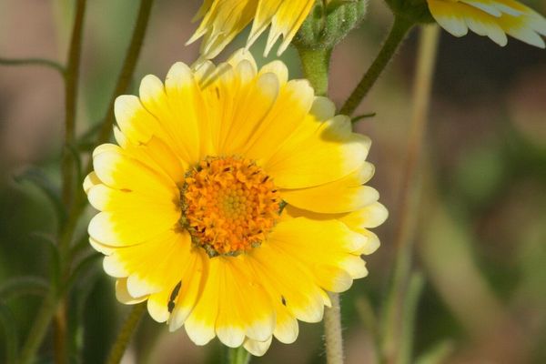 Coastal tidytips