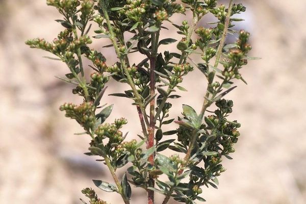 Hairy pinweed