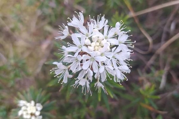Marsh labrador tea
