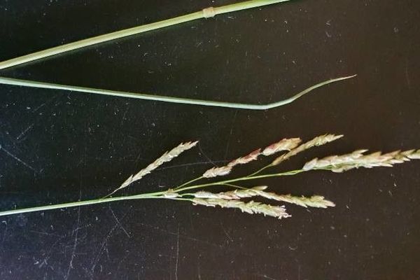 Swamp ricegrass
