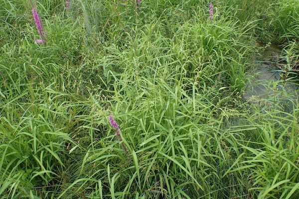 Cutgrass