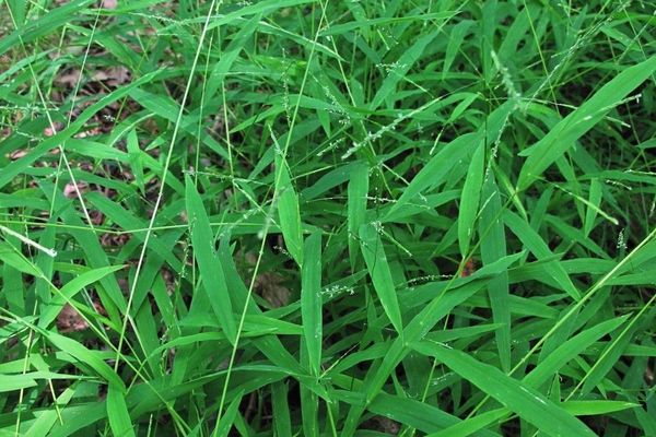 White cutgrass