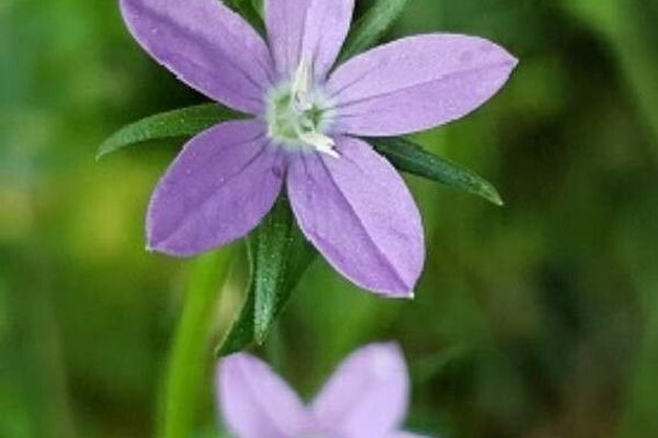 Legousia falcata