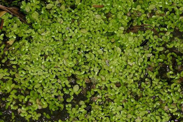 Lesser duckweed