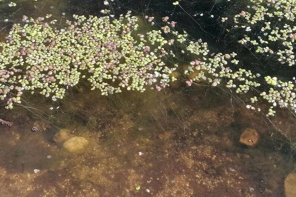 Fat duckweed
