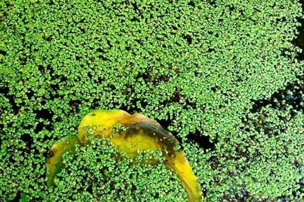 Duckweed