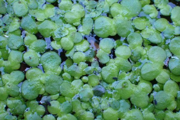 Least duckweed