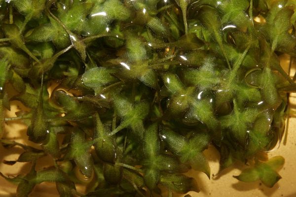 Narrow-leaf duckweed