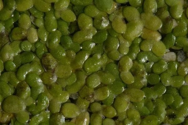 Turion duckweed