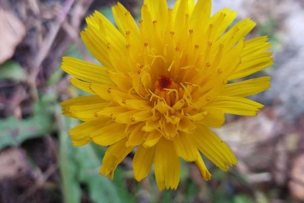 Rough hawkbit