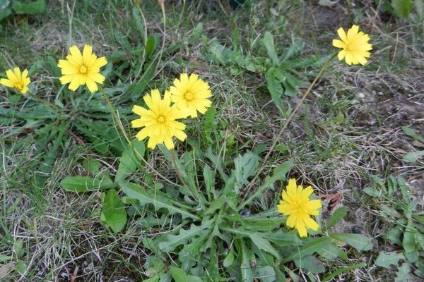 Hairy hawkbit