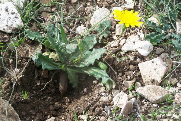 Hawkbit