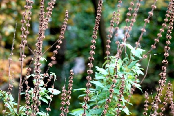 Motherwort