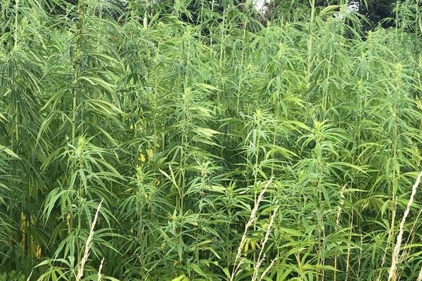 Chinese motherwort