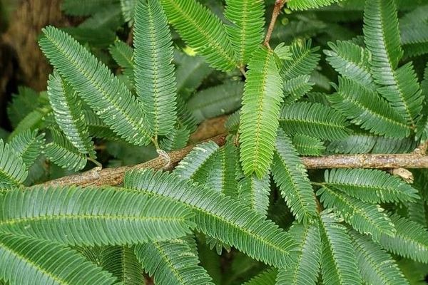 Leonurus quinquelobatus