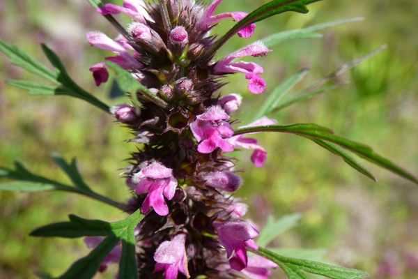 Siberian motherwort