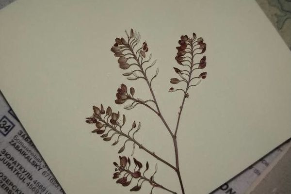 Pepperweed