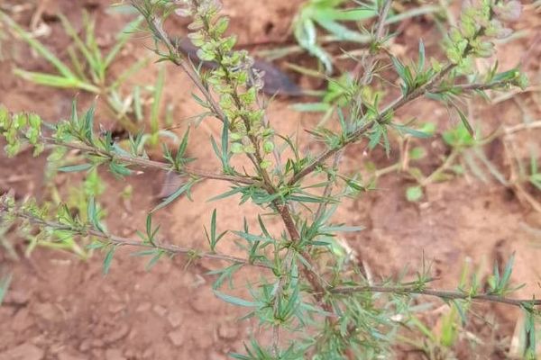 Argentine pepper cress