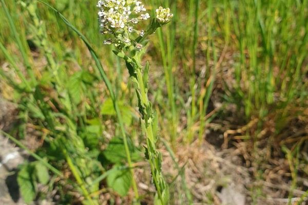 Field pepperwort