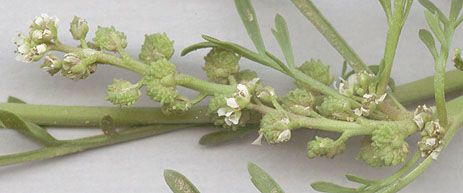 Creeping wart cress