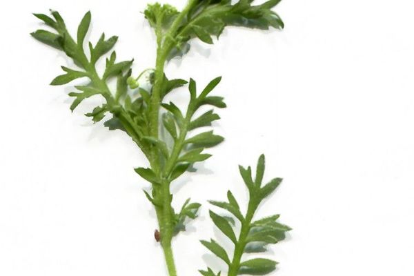 Lesser swine-cress