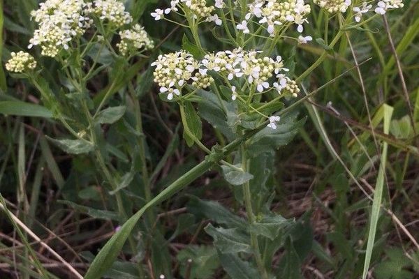 Heart-pod hoary cress