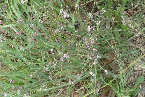 Tall pepperwort