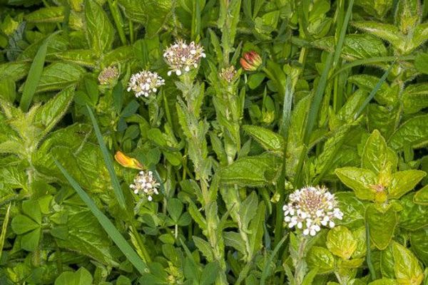 Smith's pepperwort
