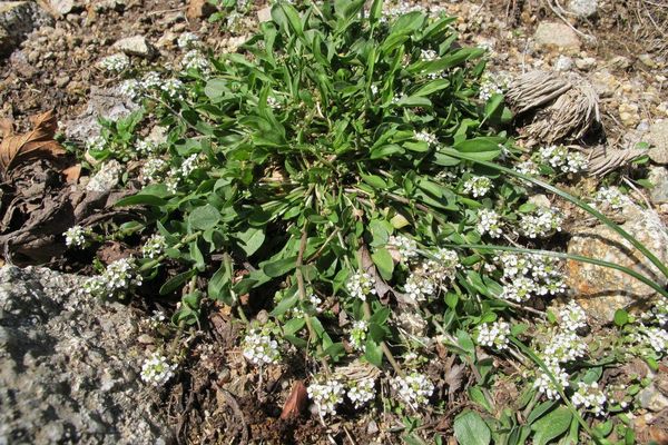 Mediterranean pepperweed