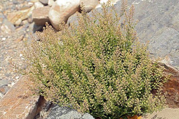 Hairy-pod pepperwort