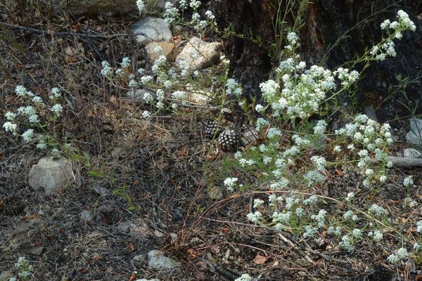 Mountain pepperplant