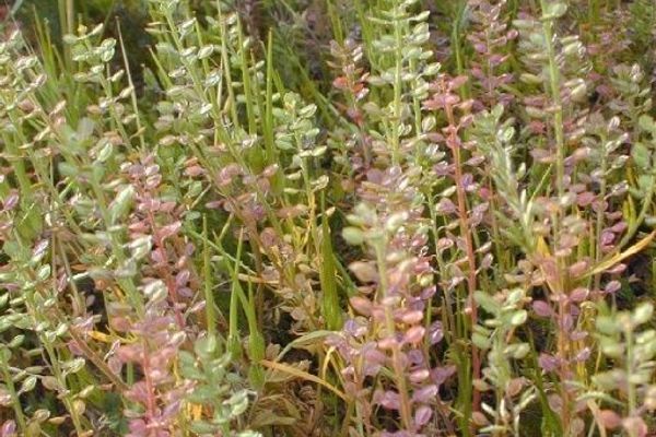 Shining pepperweed