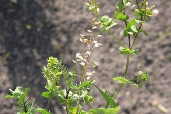 Perfoliate pepperwort
