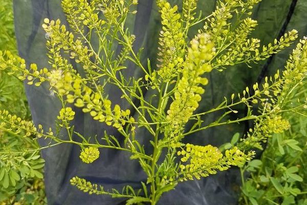 Narrow-leaf pepperwort