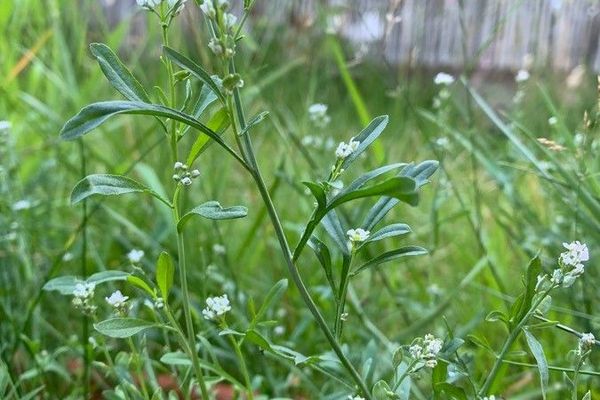 Garden cress