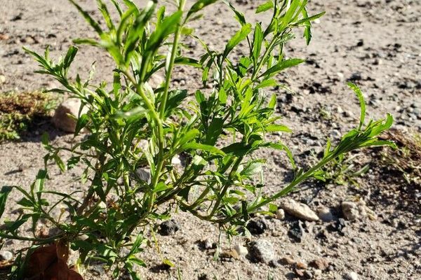 Least pepperwort
