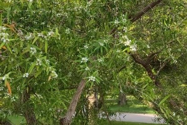 Leptospermum continentale