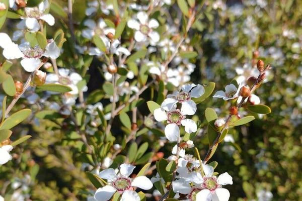 Australian myrtle