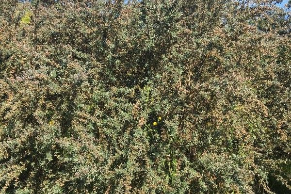 Woolly tea-tree