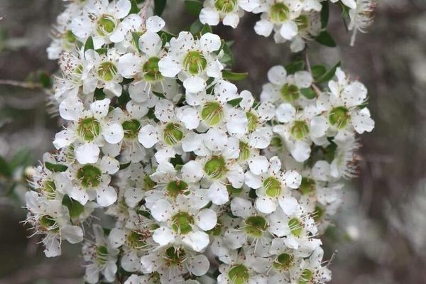 Australian wild may