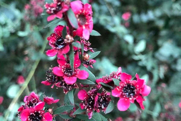 Broom tea-tree