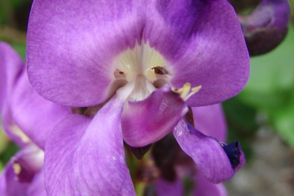 Leptospron adenanthum